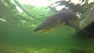 Best practices for shark catch-and-release