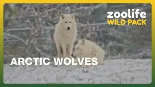 Zoolife Wild Pack 🐺❄️ | What Has the Arctic Wolf Pack Been Up To Recently?