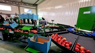 Sortownica i st&oacute;ł pakerski Green Sort w gospodarstwie Sad Rokicki