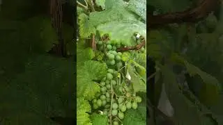 Harvesting Ripe Grapes in 4K &ndash; A Refreshing Nature Scene