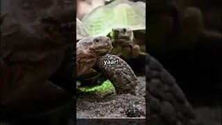 5 Amazing Fact About Tortoises #facts #shorts #tortoise #trending #viralshorts #latest #lazy
