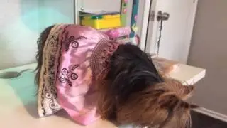 Diva dog dresses  for easter