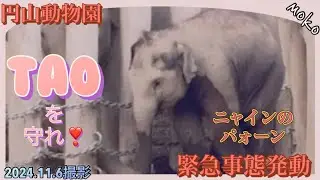 【タオ】を守れ❣【ニャイン】からの緊急事態発令！！