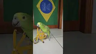 Cycling parrot #parrots #parrot #bike #bikelife #cycling #cyclist #animals #meme #pets #papagaio