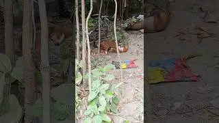 #Anarkoli#baby#trending #shorts#গরু #বিড়াল#goviral#catlovers #petanimals#animals#petlover#dogshorts
