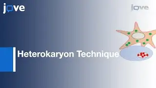 Heterokaryon Technique For Analysis Of Cell Type-Specific Localization l Protocol Preview