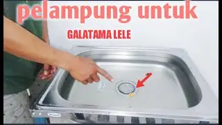 cara mancing cekrak untuk Galatama lele yang jitu