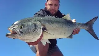 NonStop Giant Bluefish!!!
