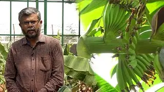 வாழையை தாக்கும் வைரஸை கட்டுப்படுத்துவது எப்படி ? | Plantain Virus Attack | Malarum Bhoomi