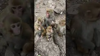 Monkey family dynamics & social bonds 🍀 #monkey #funny