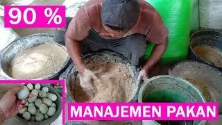 WAJIB DITIRU ! Pakan Bebek Petelur Organik Yang Baik