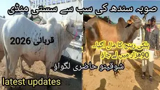 Sindh cow mandi#latesupdates #viralvideo 
