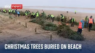 Why are Christmas trees being buried on a Blackpool beach?