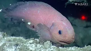 Snailfish are flabby, scaleless fishes adapted to thrive in the deep