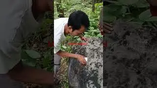 finding rare viral animals in the rocks