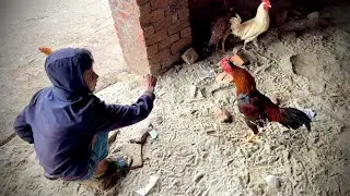 I Am Training My New Hen 😍😍 | Dawood Sabir Vlogs