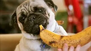 Food Critic Pug