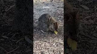 Australian Quoka snacking #australia #australiananimals