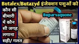 Butalex/Butazyd injection(Buparvaquone) को कौन सी जगह लगाना सही/गलत||Vet-injection