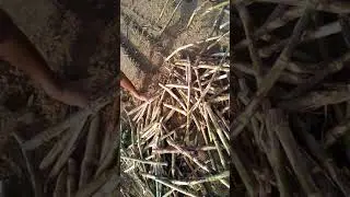 Fshvec edvv. Dz gdvhd gd gv jdv ufv