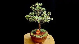 Jade Plant/ Portulaka Arfa Bonsai shaping and trimming in detail to keep it in shape.