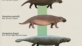 Evolution of Marine Mammals