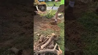 Roots all over the yard 😳