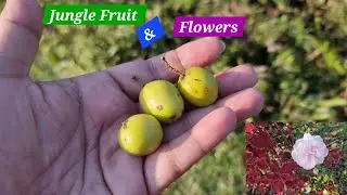 Jungle Fruits & Flowers at Jaldapara Royal Heritage Camps Resort | #fruit #flowers #fruits #resort 