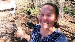 Harvesting Hickory KING Corn For Our CHICKENS!