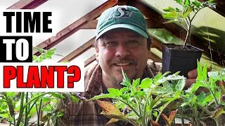 When To Plant Tomatoes Outside - Garden Quickie Episode 242