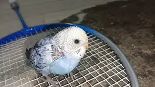 Birds ke bacche ne ki racket ki zid 🐦🐦#birds #birdbaby #lovebirdsfarming #cutebird #viralvideos 