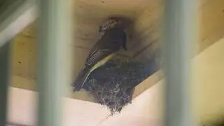 Eastern Phoebe Nest
