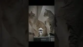 Cats emotions just like humans..💀🗿#cat #trollfaceedit
