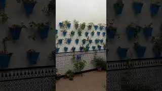 Cordovan courtyard