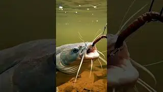 A Big catfish 😱 #fishing #fishing #carpfishing #carp #shorts #viral # trading #100kview #mustwatch