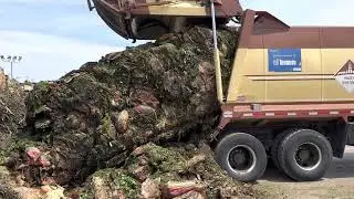 Dumping Yard Waste (Garbage Truck Unloading)