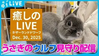 【今日のうさぎ 12/30】ウルフ（ネザーランドドワーフ）といっしょにまったり時間｜Wolf the bunny (Netherland Dwarf Bunny) Live Stream2