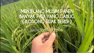PADI GABUG !!! Menjelang musim panen banyakpadi gabug #sawahpedesaan #pertanian #sawah #padi #panen 