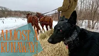 Round Bales vs. Square Bales for HORSES #888
