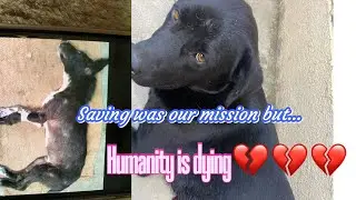 Not a usual day|| everyday duty as an animal lover|| &ldquo;helping hands are better than praying lips&rdquo;