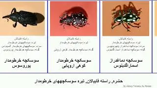 حشره, راسته قاببالان, تیره سوسکچههای خرطومدار دماغدراز insect خرطودار سیب اروپایی آنگوستاتوس درخت