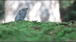 Unspeakable Earth: the Binny Shrew