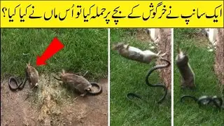 5 Interesting Jungle Moments | Asif Ali TV