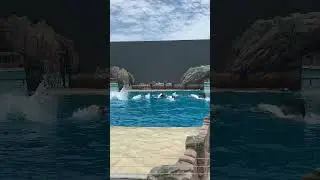 Killer Whale Up Close Tour with 5 whales - Seaworld San Diego