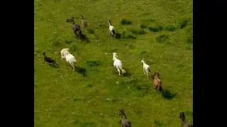 The Year of the Dartmoor Hill Pony -  highlights