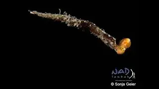 NAD-LEMBEH HIGHLIGHTS | October 2018