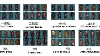 Dates palm color sorter dates grading machinery dates size sorting machine