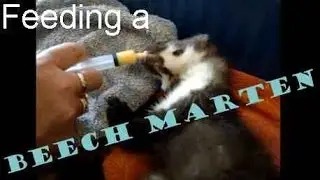 Feeding a young Beech Marten (Martes foina)