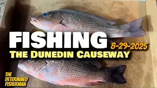 Fishing The Dunedin Causeway 8-29-2025