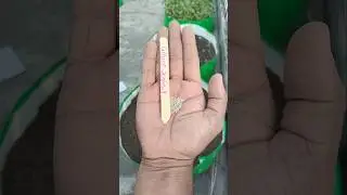 How To Grow Lettuce at home from seeds #plants #Lettuce #gardenplants #shortvideo #aasaan #gardening
